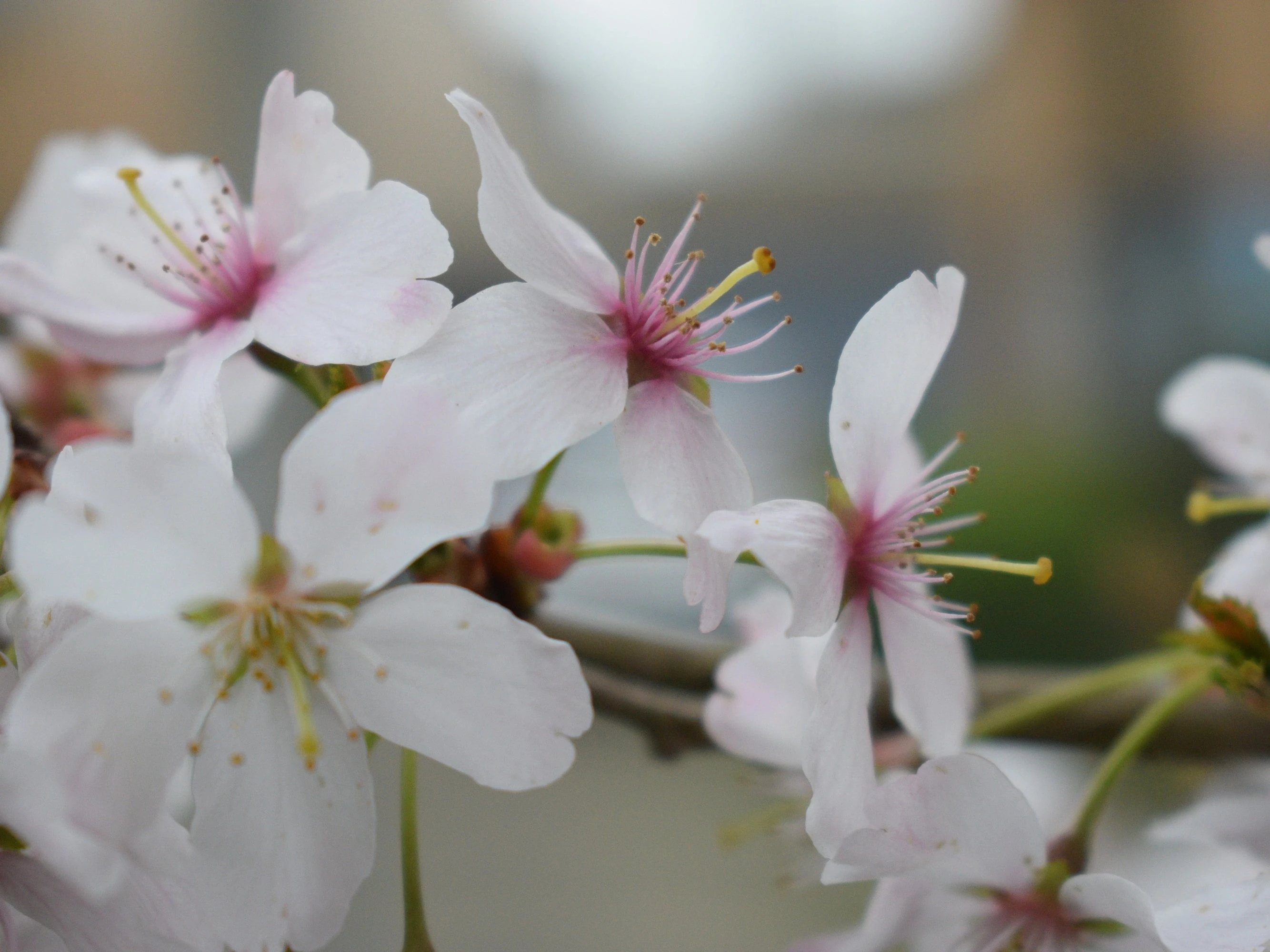 cherry blossom pink flower tree